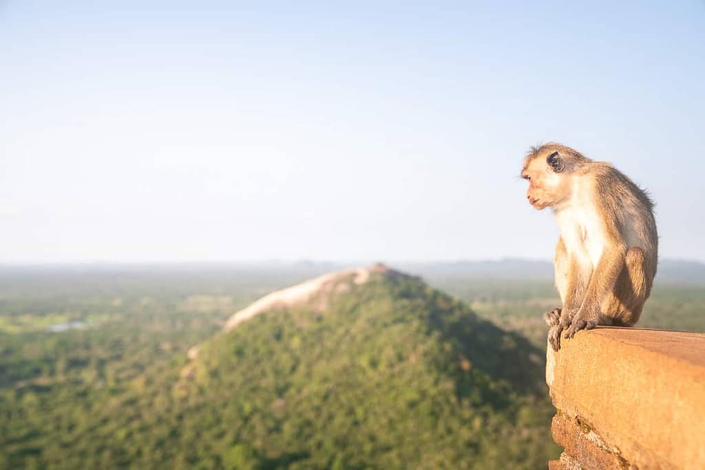 Vandretur til toppen af Løveklippen i Sigiriya Sri Lanka