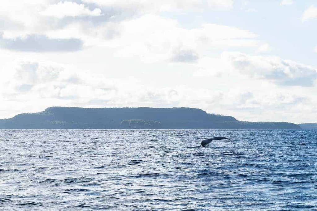 Snorkling med pukkelhvaler på Tonga