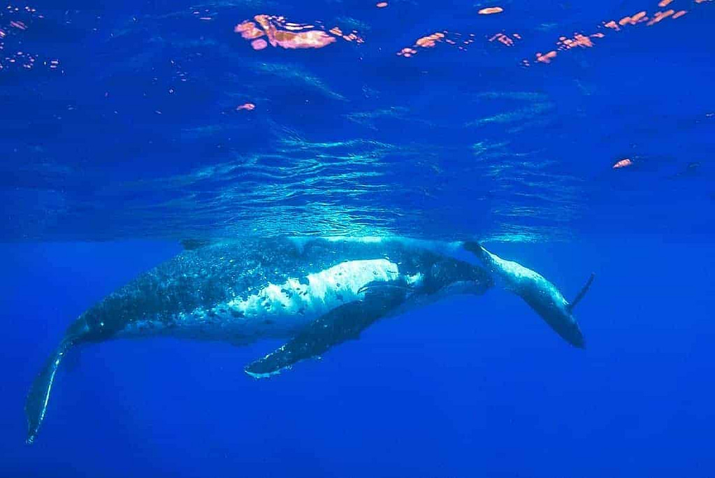 Snorkling med pukkelhvaler på Tonga
